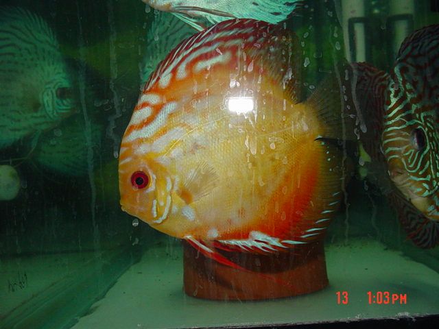 DSC015221.jpg