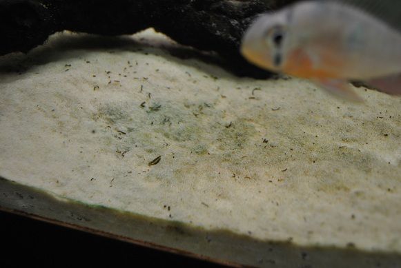 DSC_0568.JPG