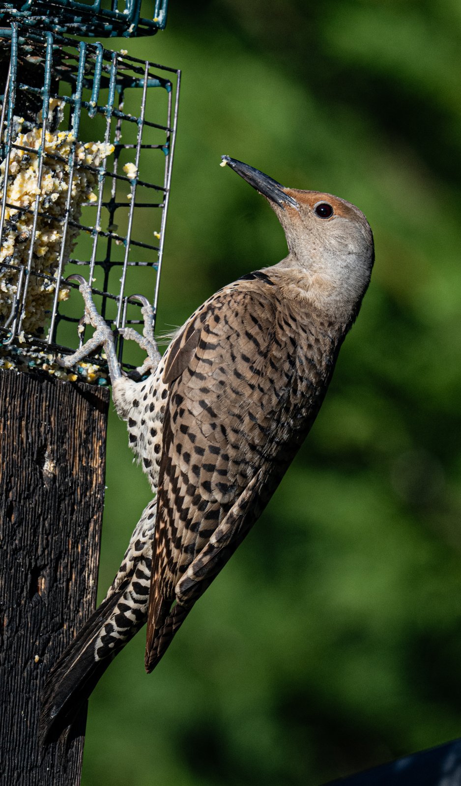 DSC_1206FlickerFemaleFeeder.jpg
