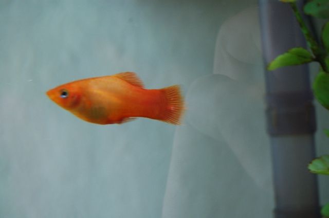 DSC_7029.JPG