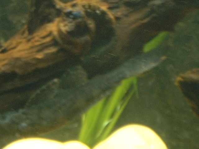 DSCF0041.JPG