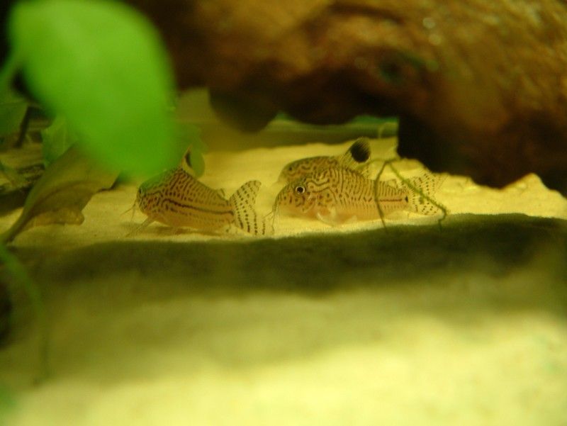 DSCF0104.JPG