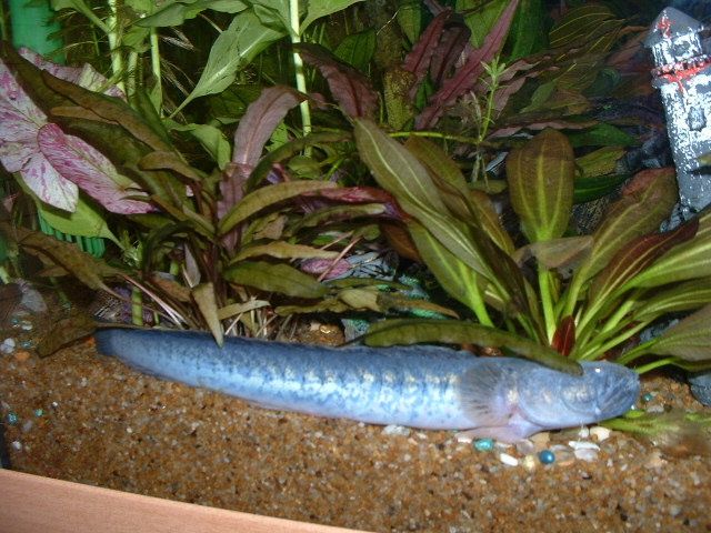 Dscf0238.jpg
