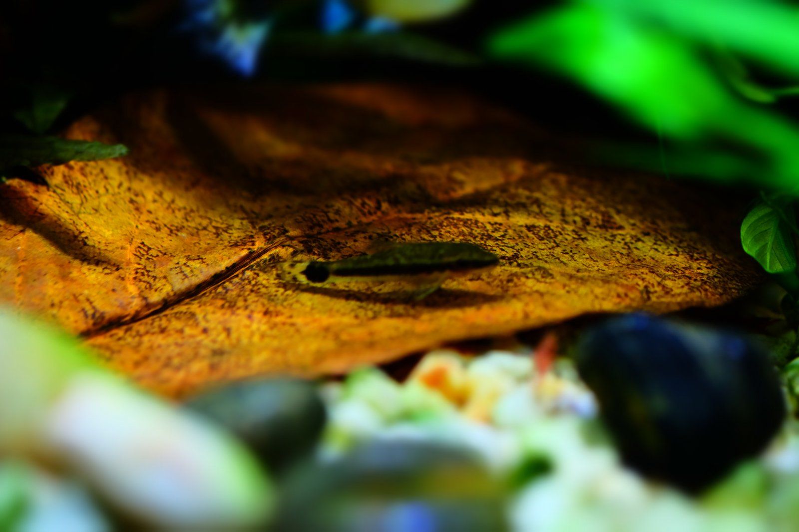 DSCF0909.JPG