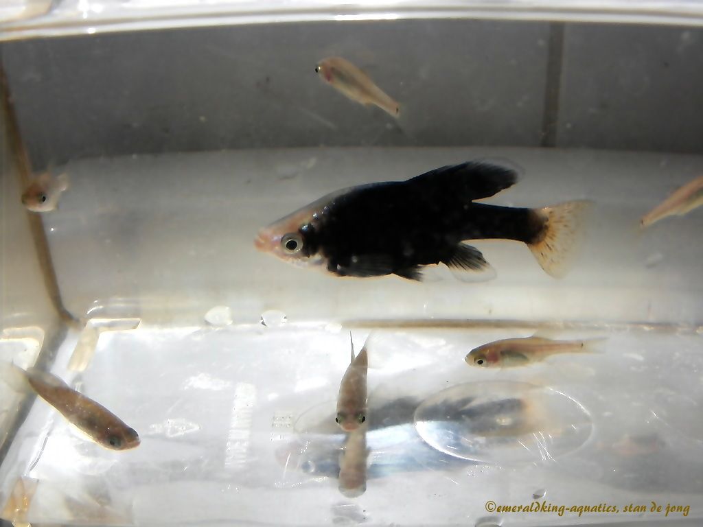 DSCF0921.JPG
