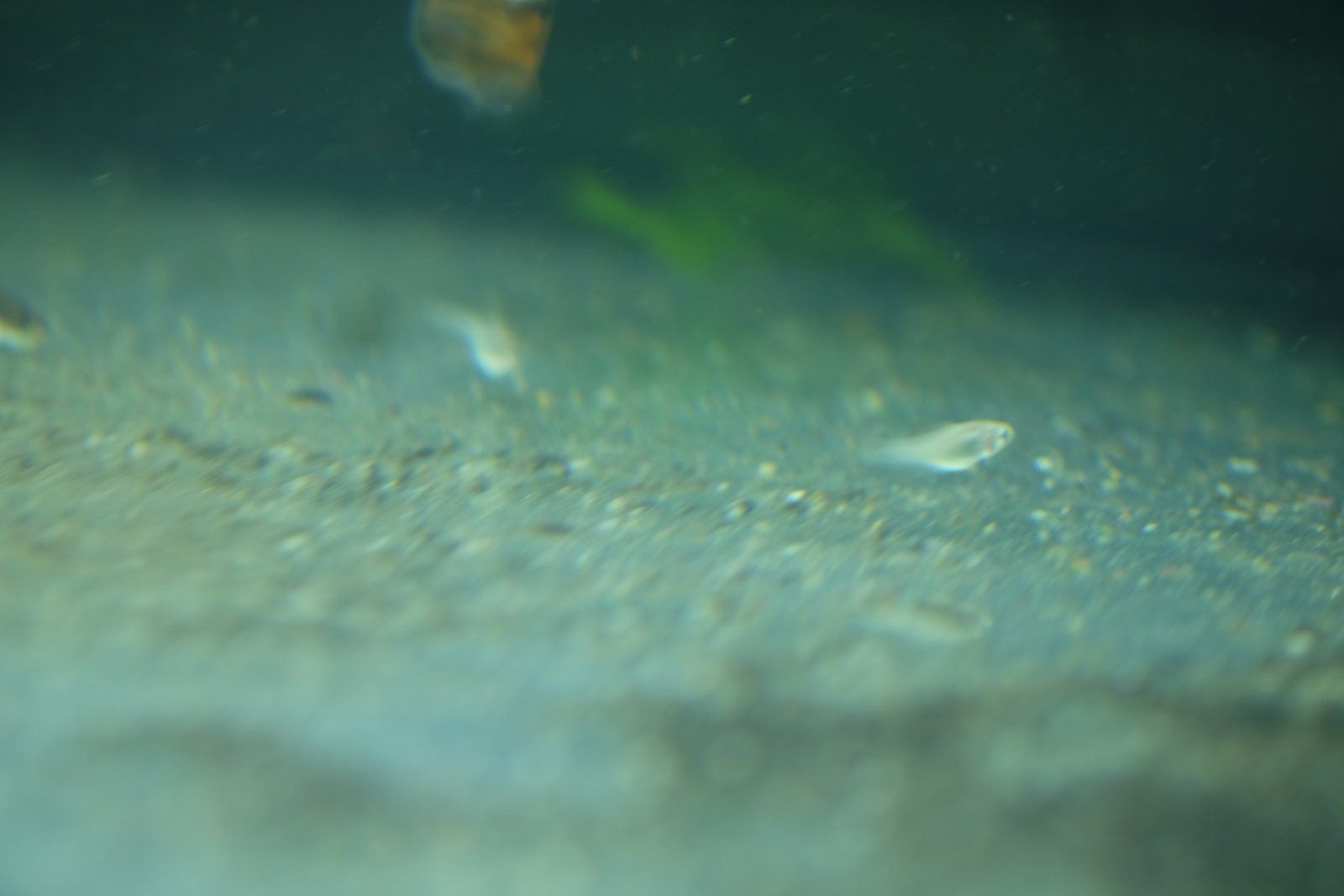 DSCF1225.JPG