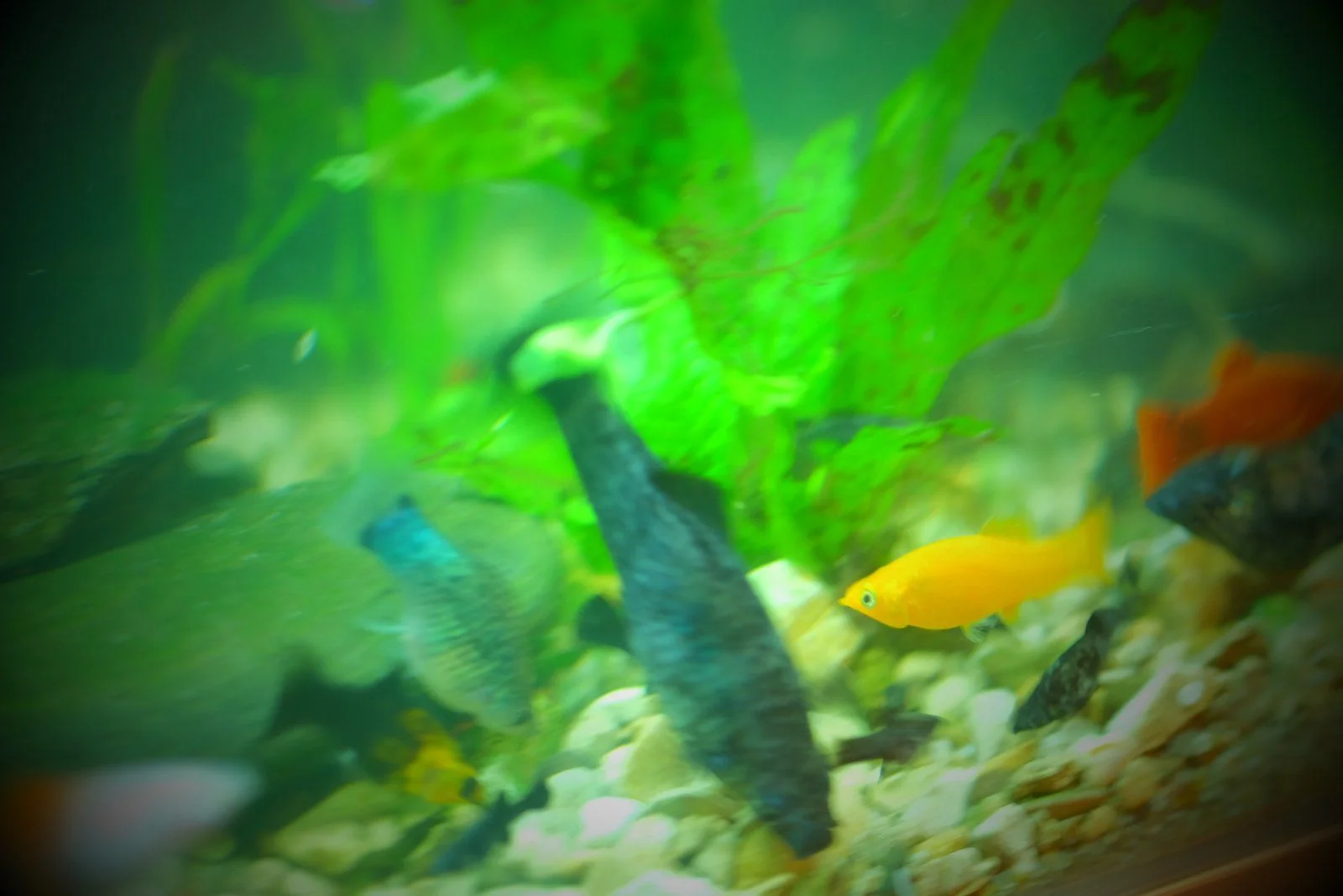 DSCF1488.JPG
