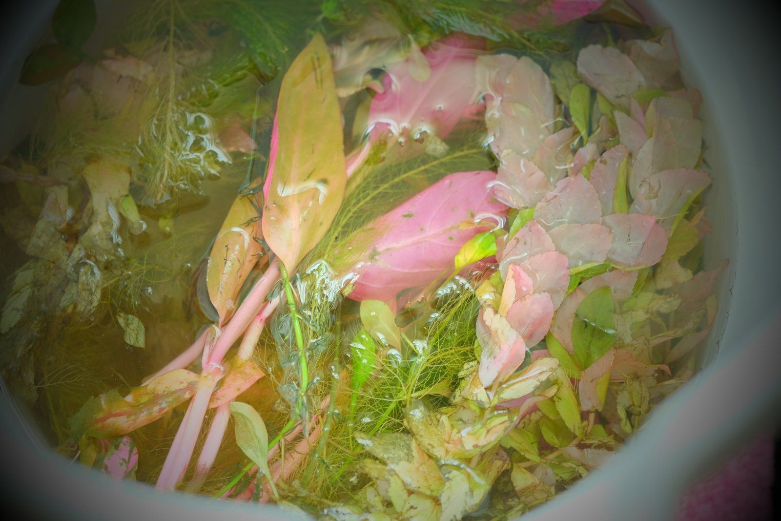 DSCF1508.JPG