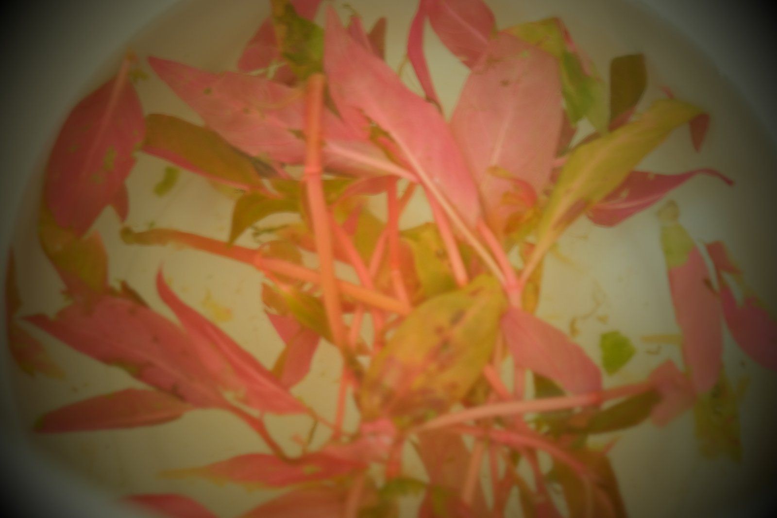 DSCF1585.JPG