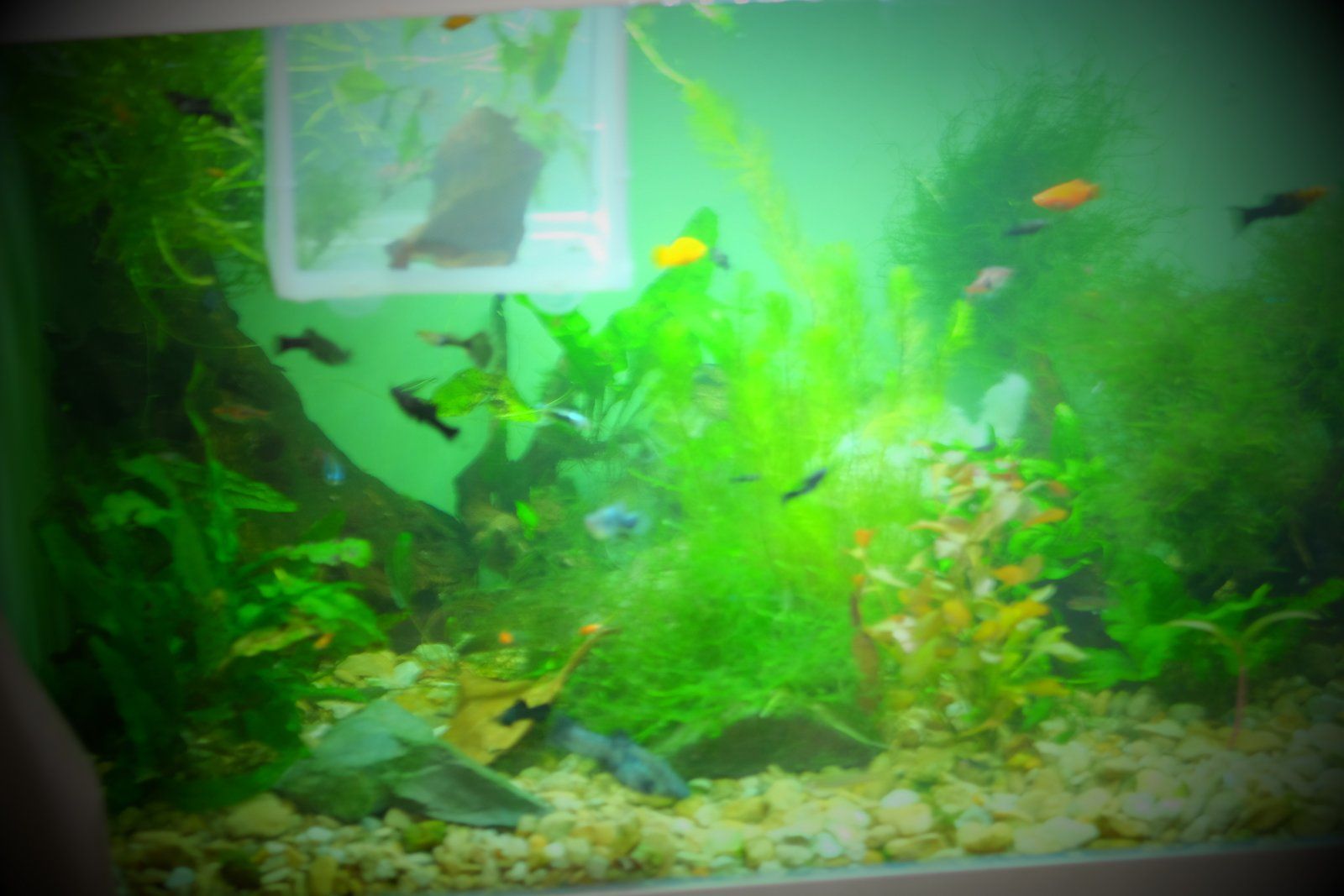 DSCF1663.JPG