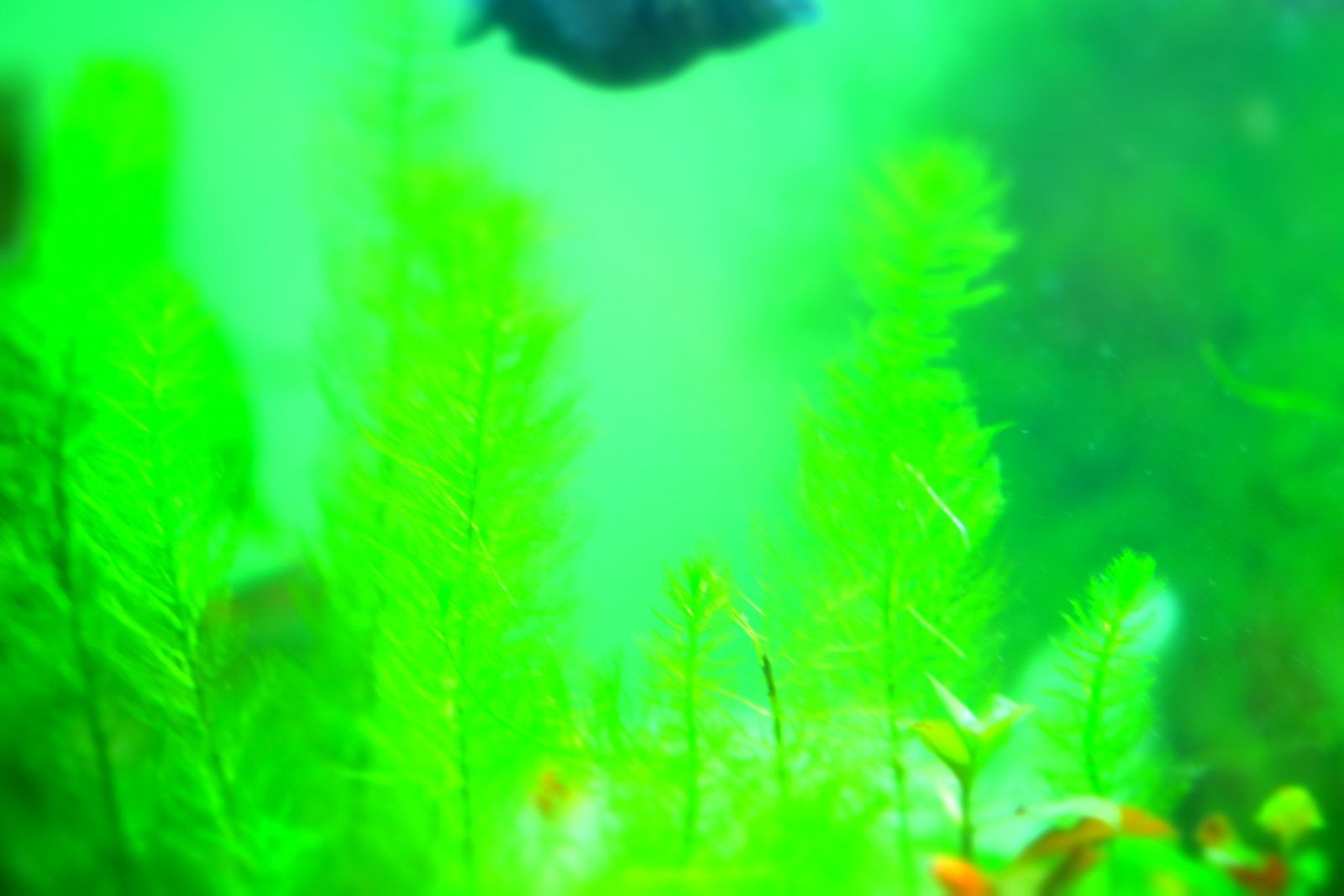 DSCF1670.JPG