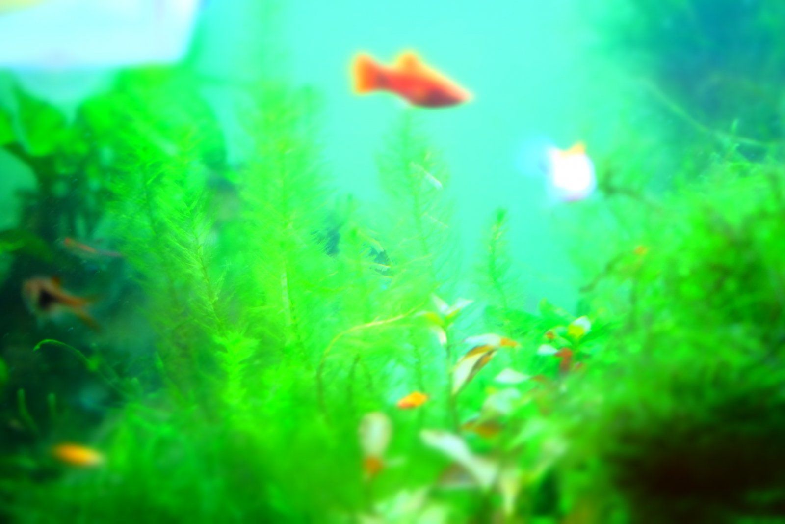 DSCF1706.JPG