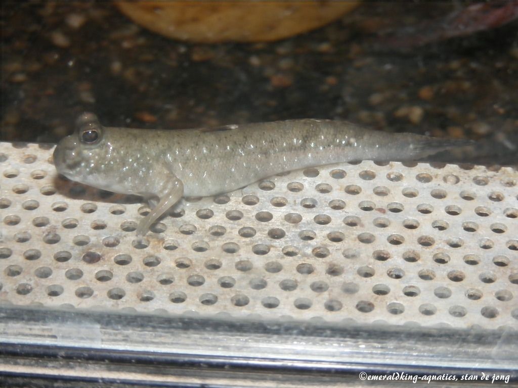DSCF2075.JPG