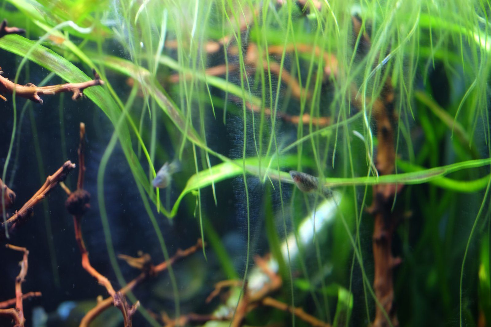 DSCF2396.JPG