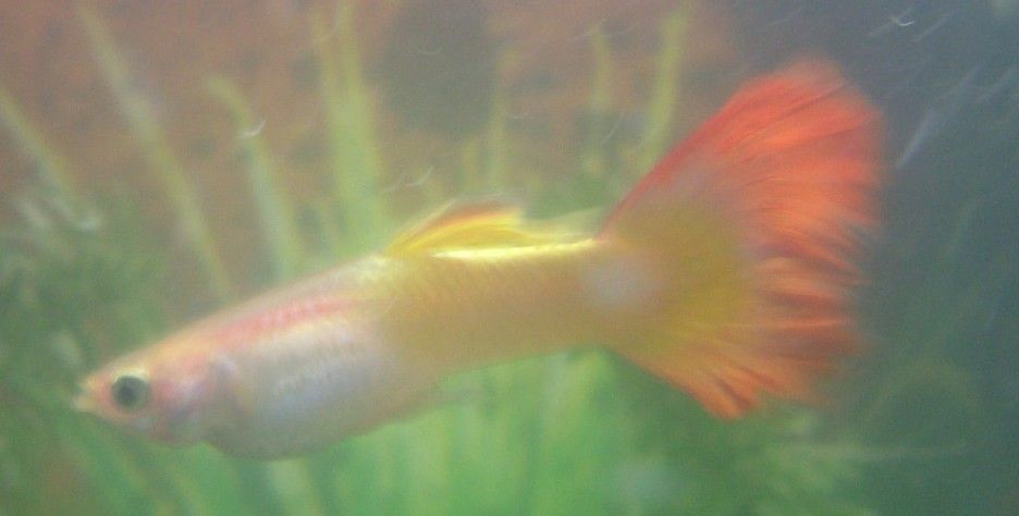 DSCF2691update.jpg