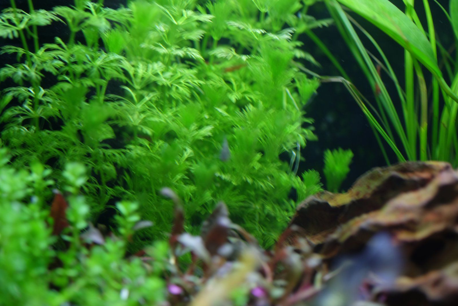DSCF2703.JPG