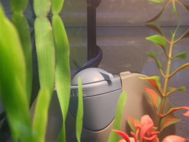 DSCF3557__Small_.JPG