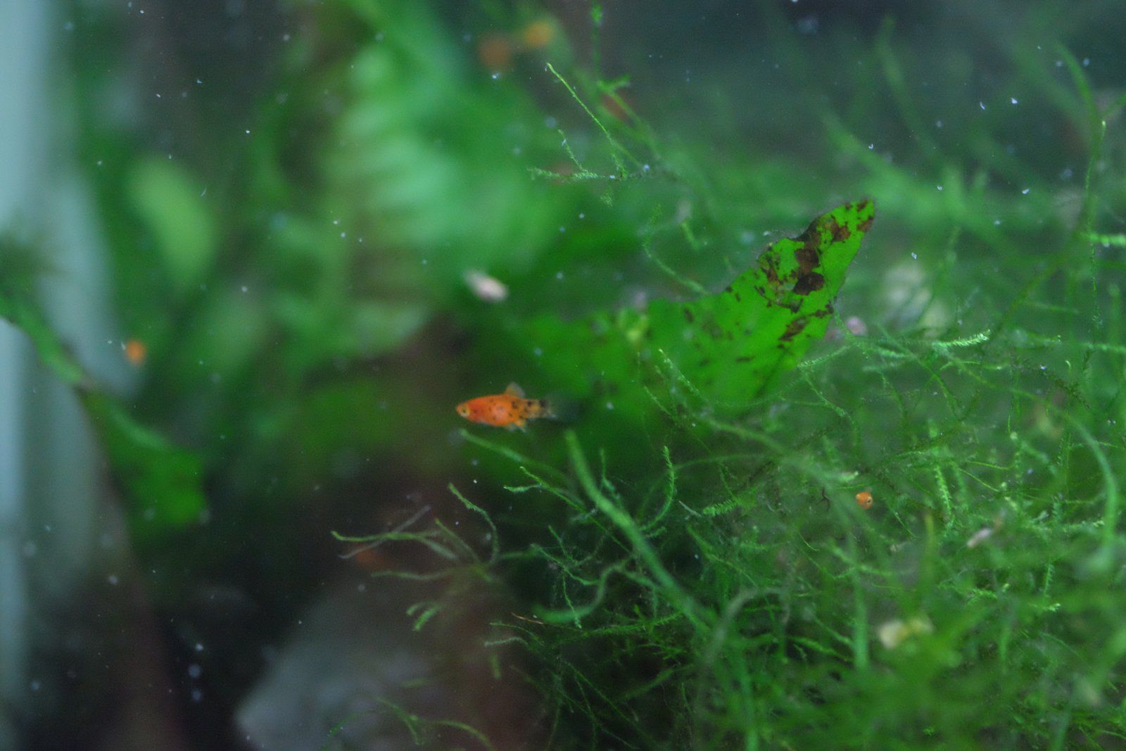 DSCF3631.JPG