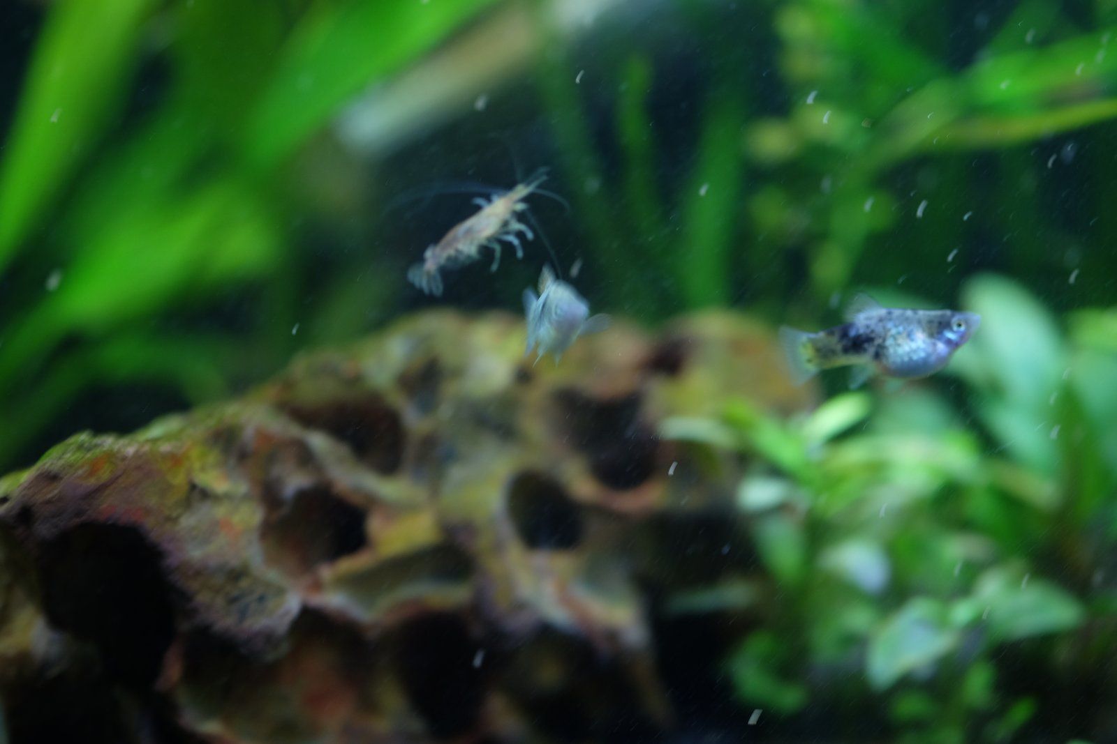 DSCF4115.JPG