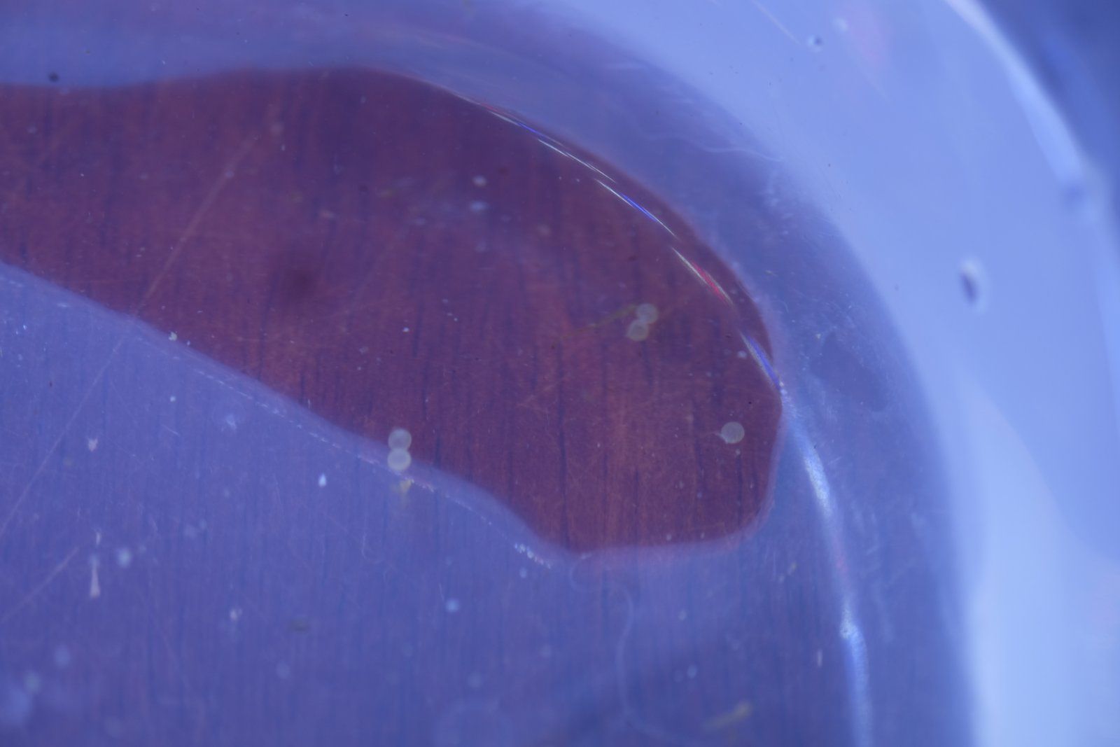 DSCF4271.JPG
