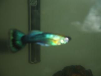 DSCF4286.JPG