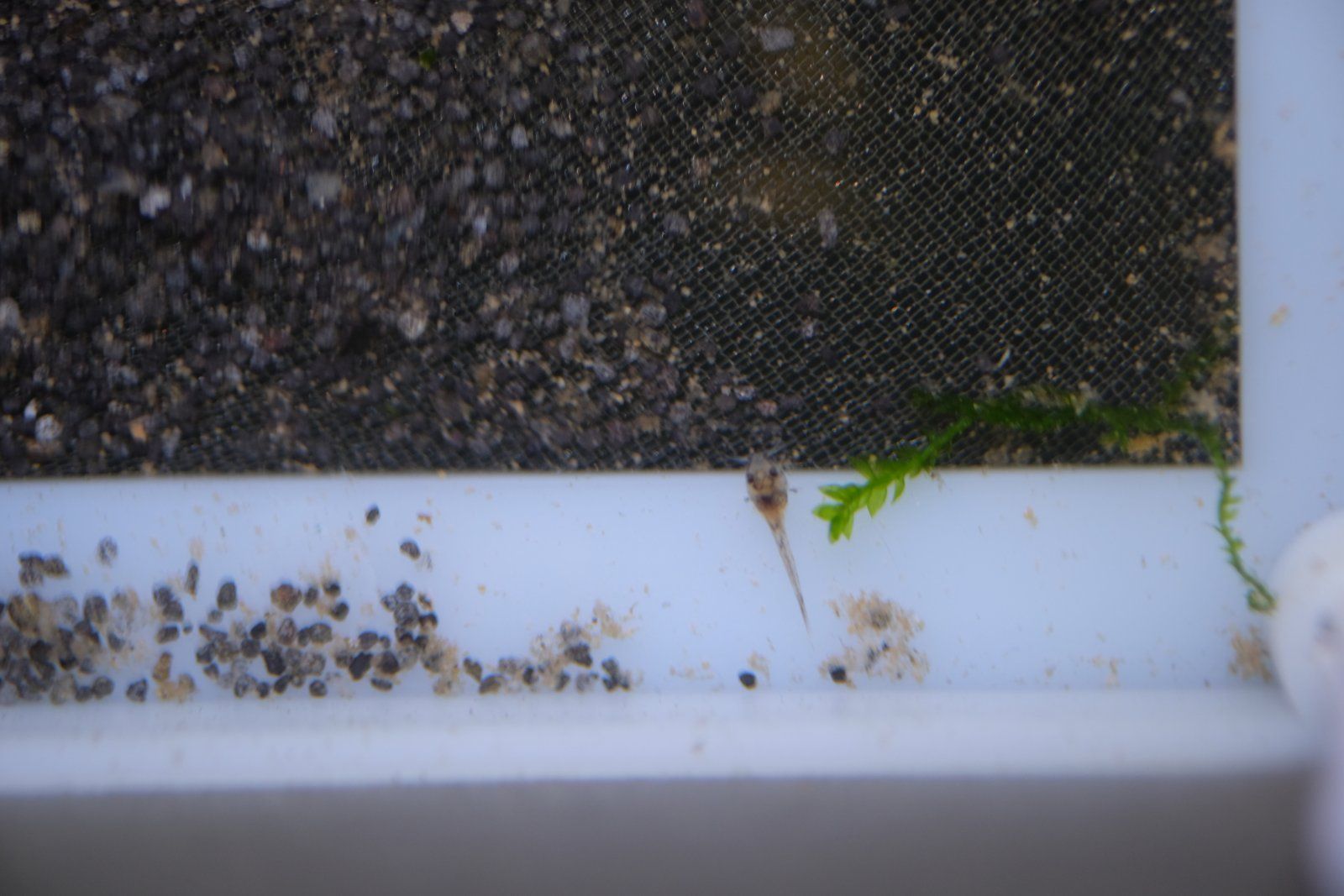 DSCF4660.JPG