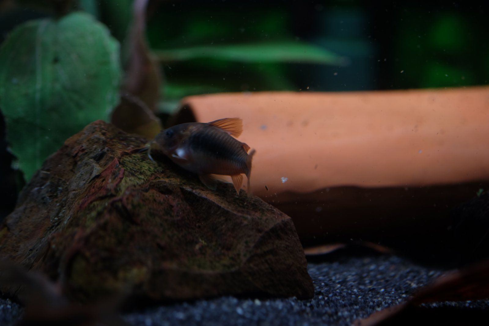 DSCF5911.JPG