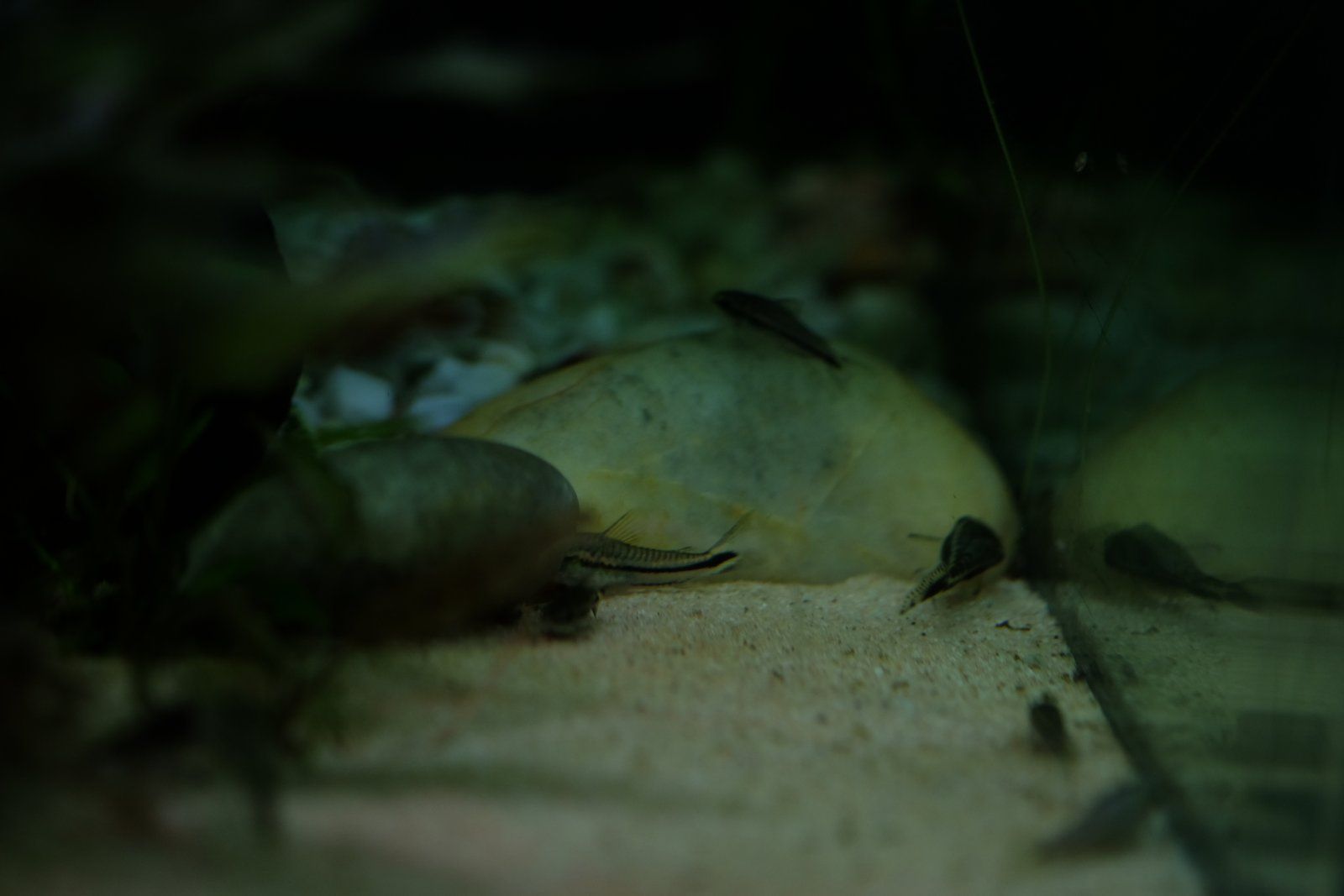 DSCF6332.JPG