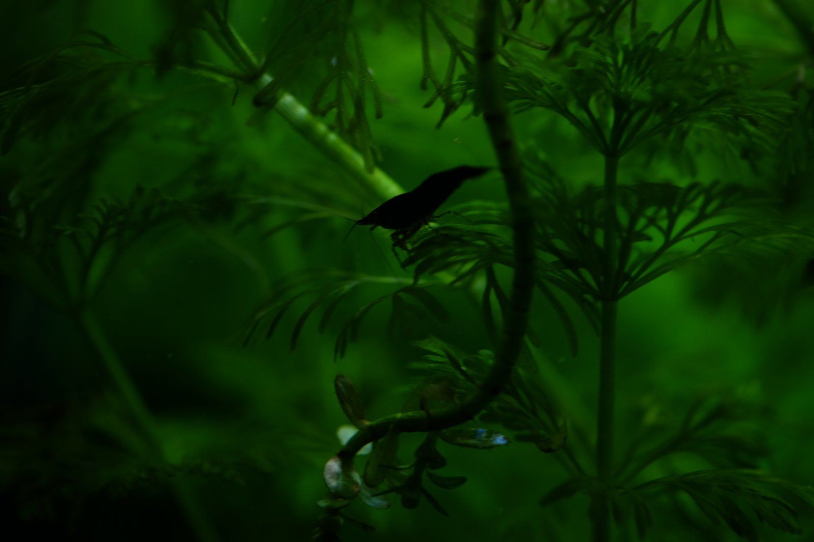 DSCF6448.JPG