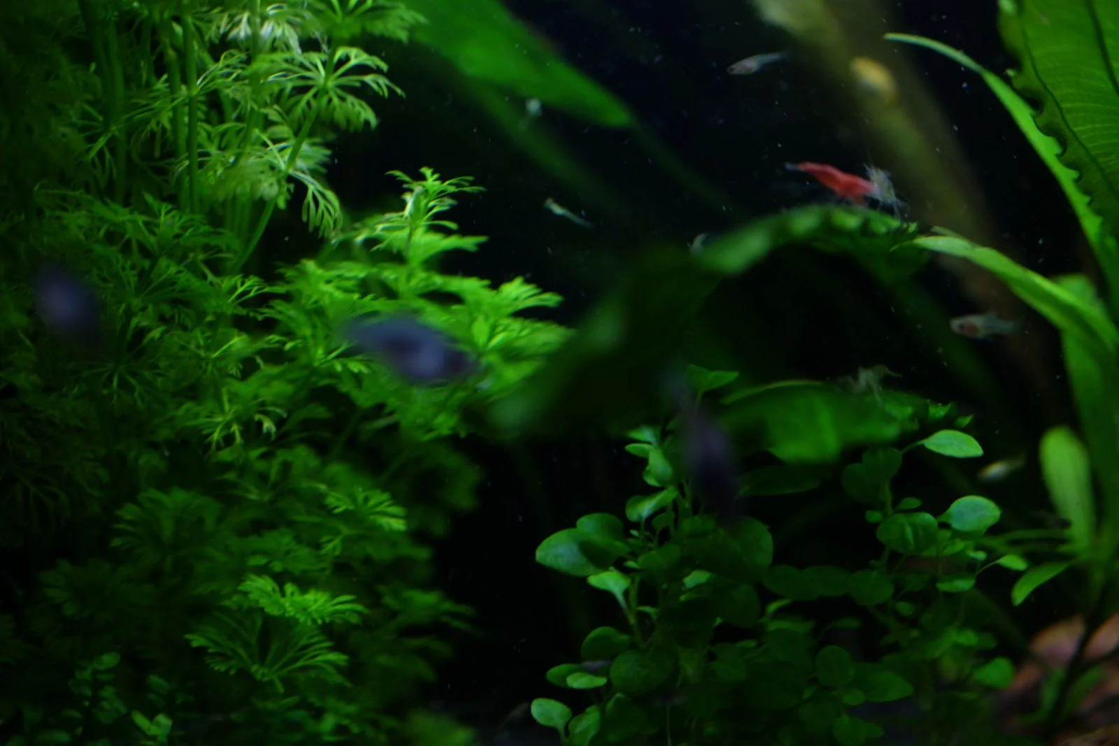 DSCF6559.JPG