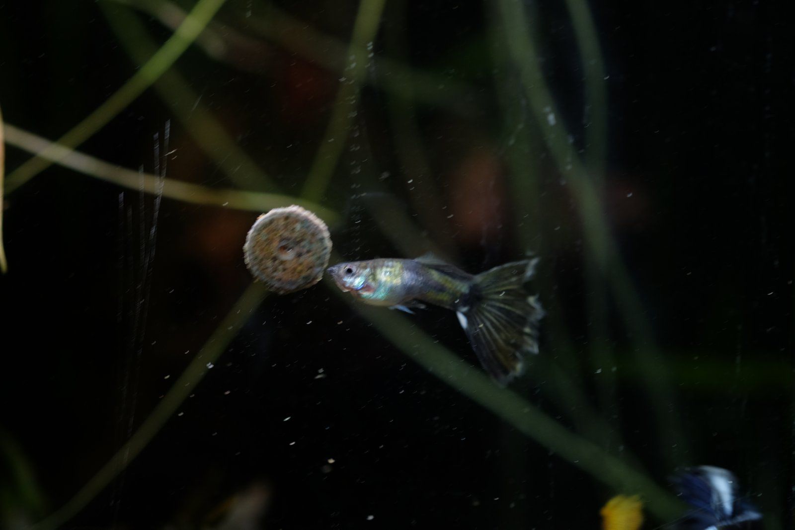 DSCF6659.JPG