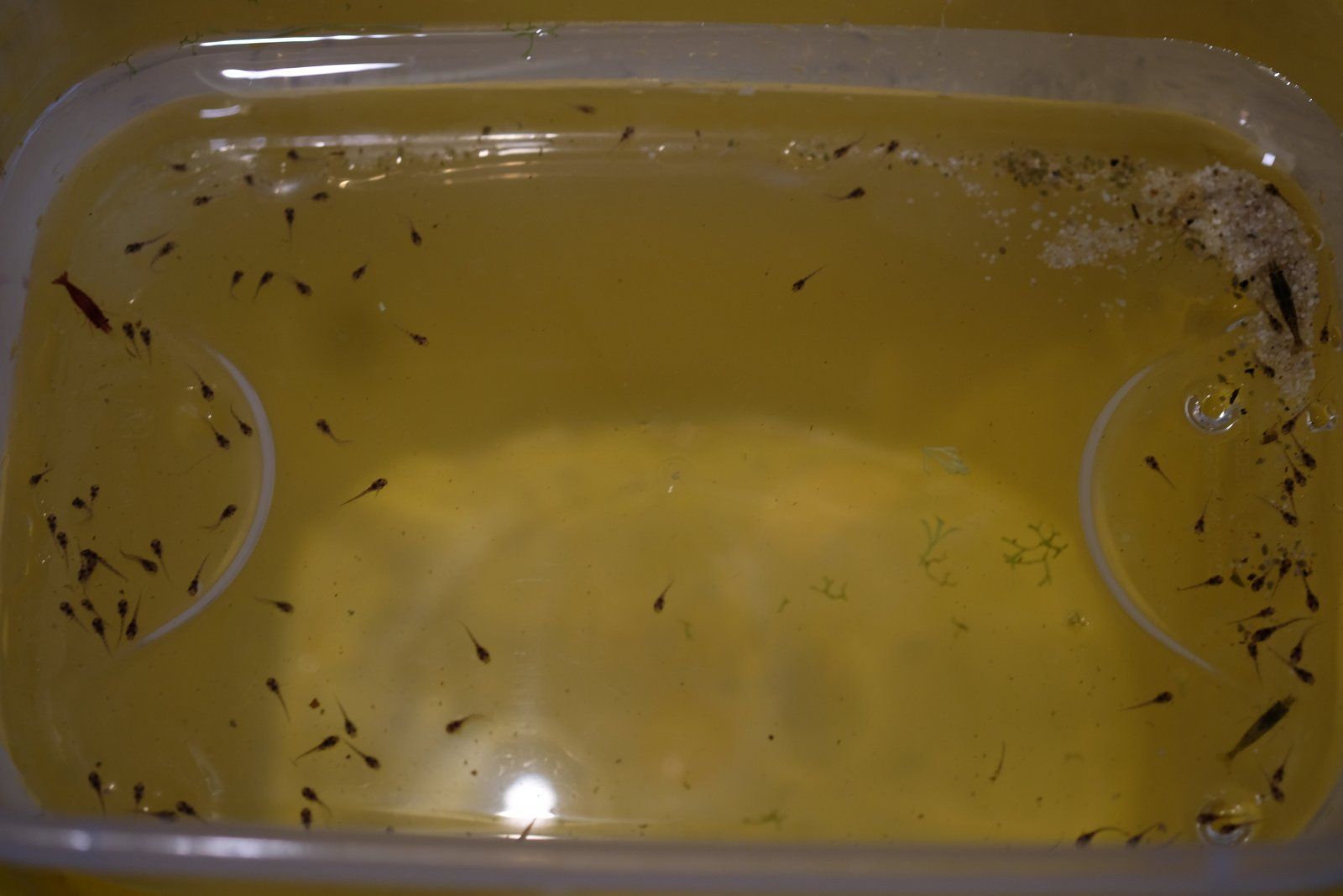 DSCF8545.JPG