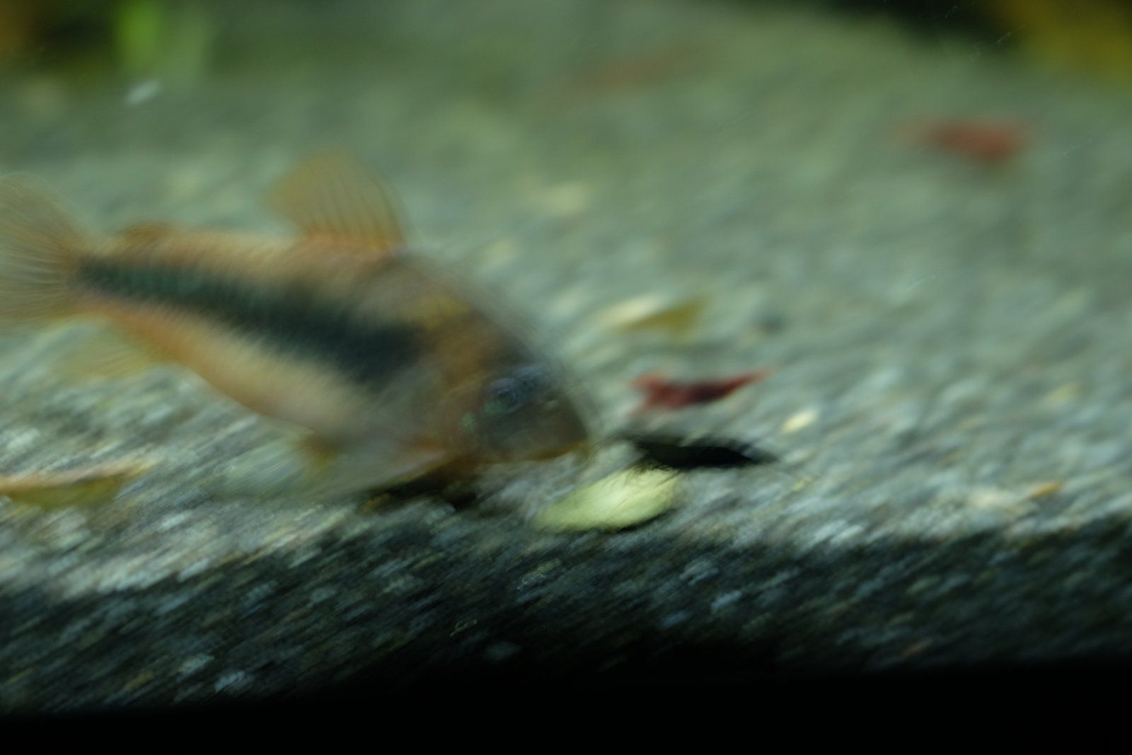 DSCF9527.JPG
