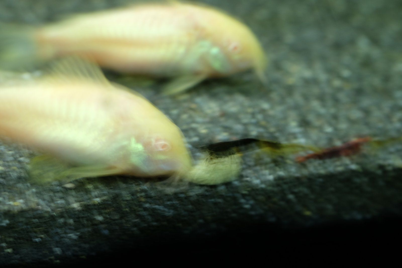 DSCF9551.JPG