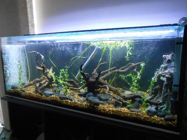 DSCN2245 (640x480).jpg