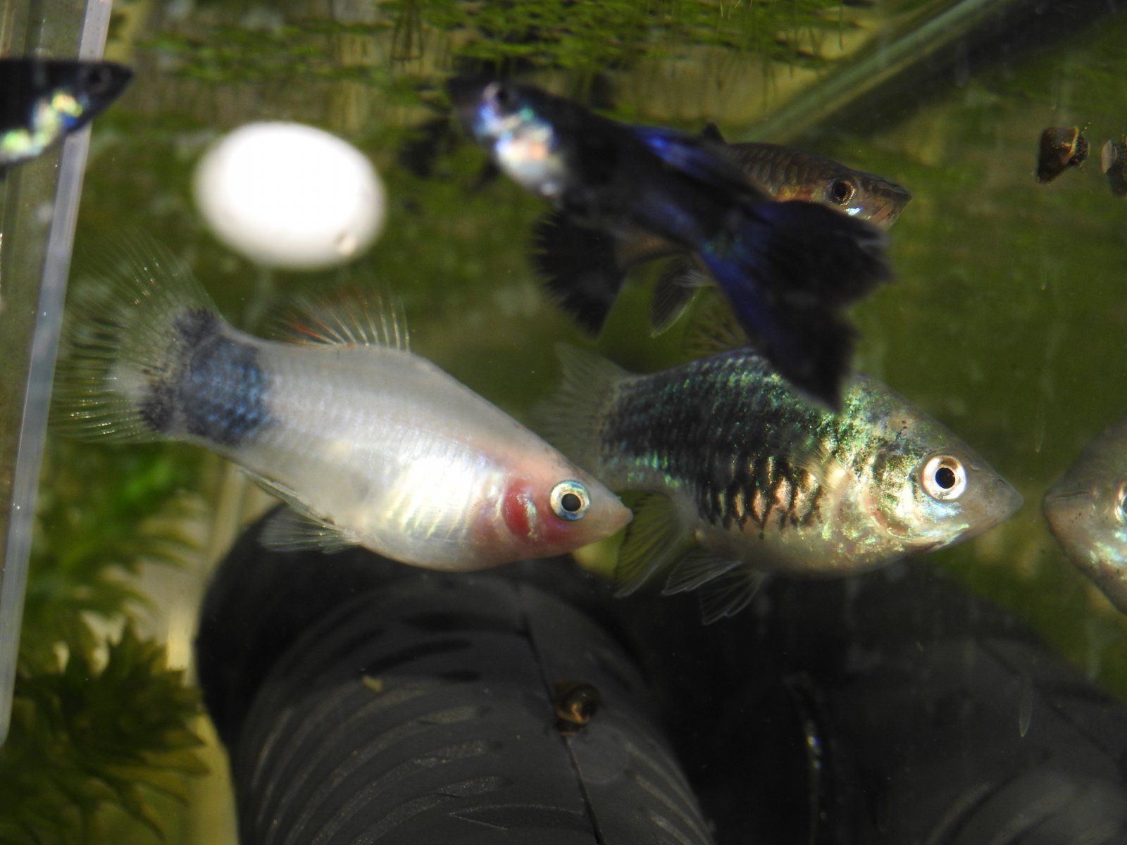 DSCN5623.JPG