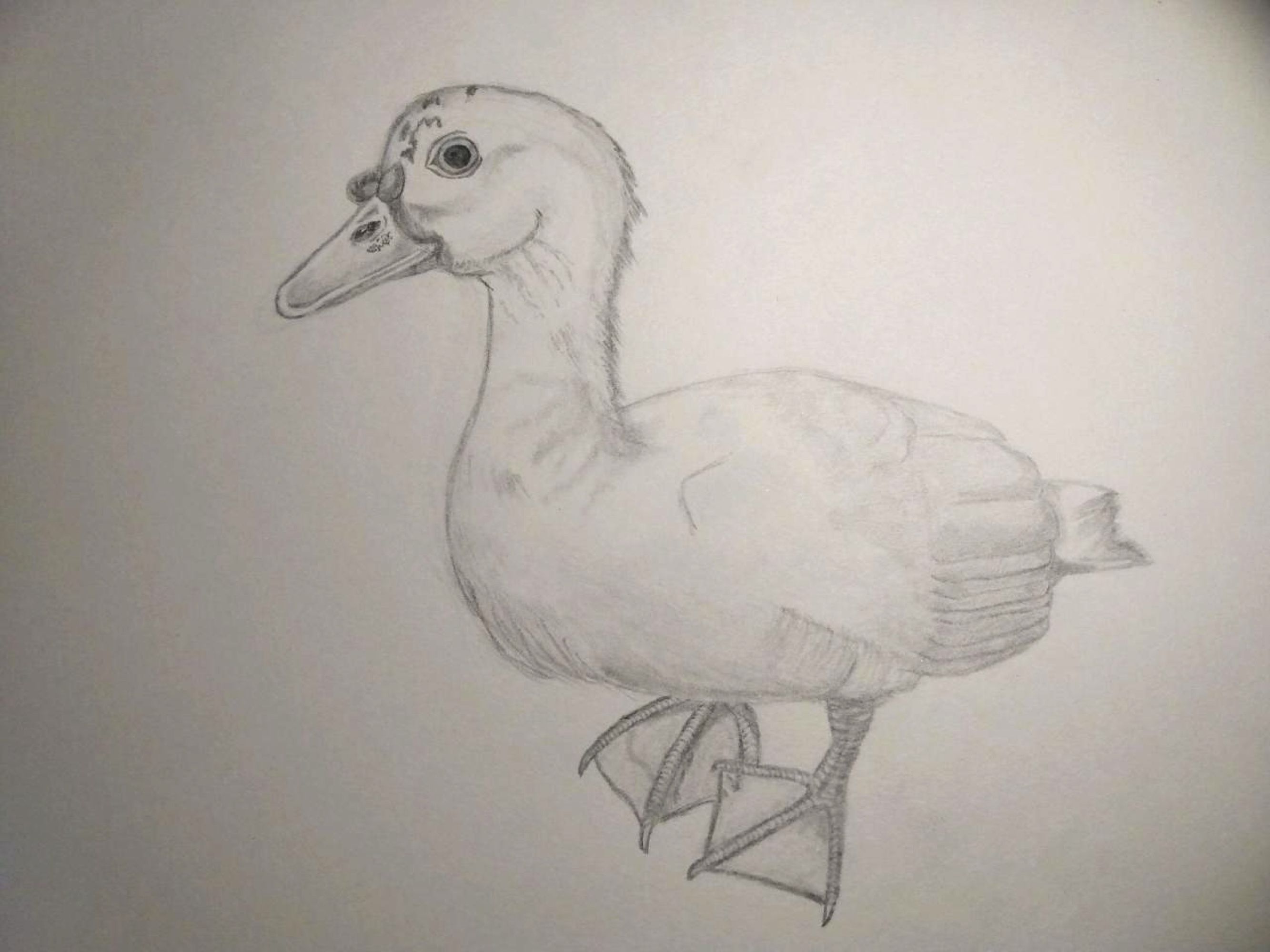 Duck Drawing copy.jpg