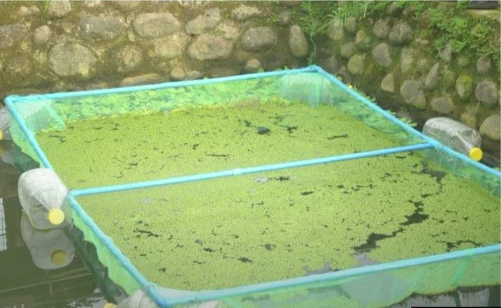 duckweed-1.jpg