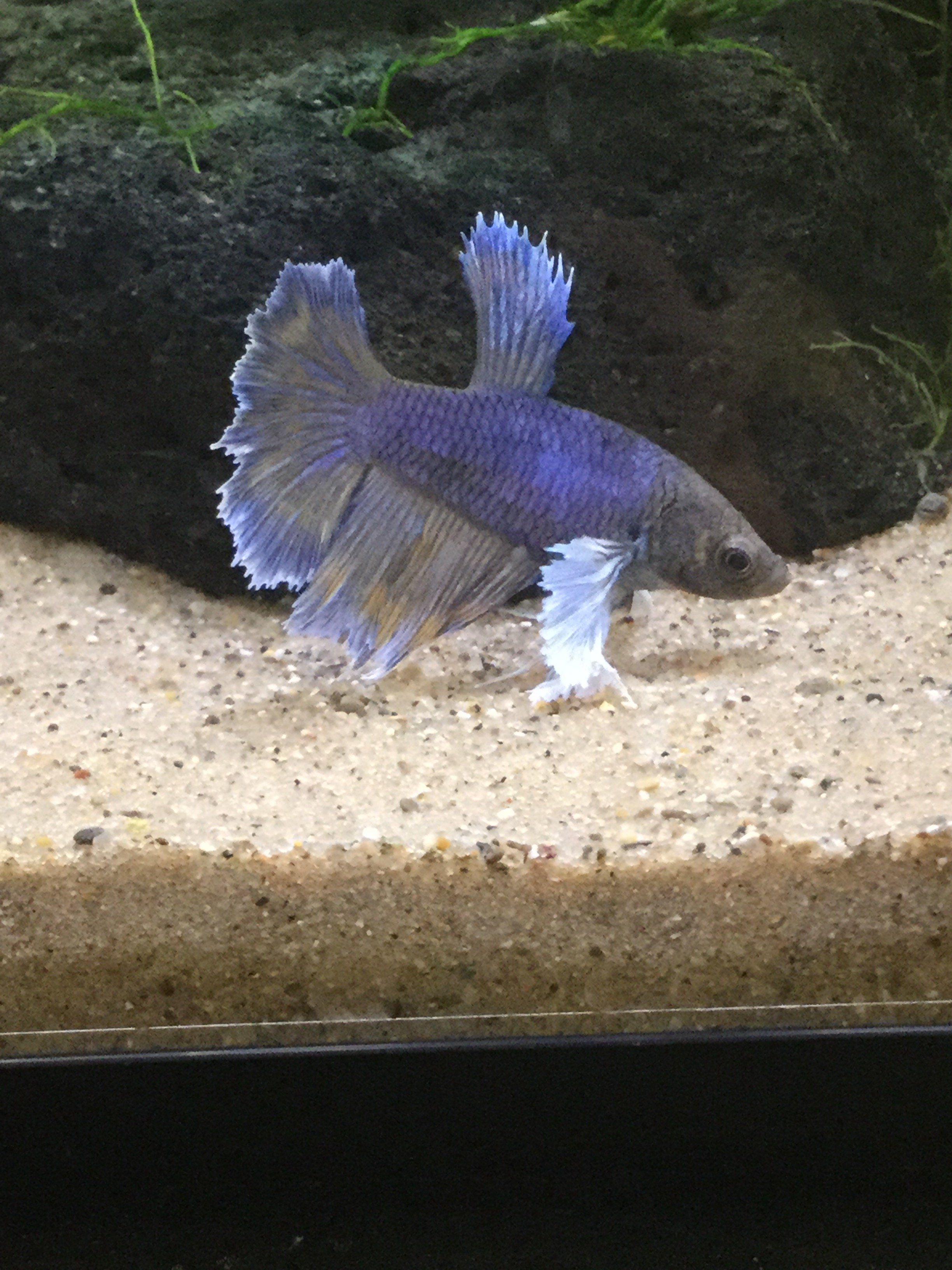 Dumbo halfmoon female betta.JPG