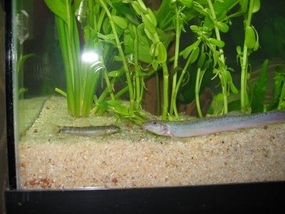 dwarf_and_weather_loach.jpg