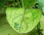 Dying leaf 2.png