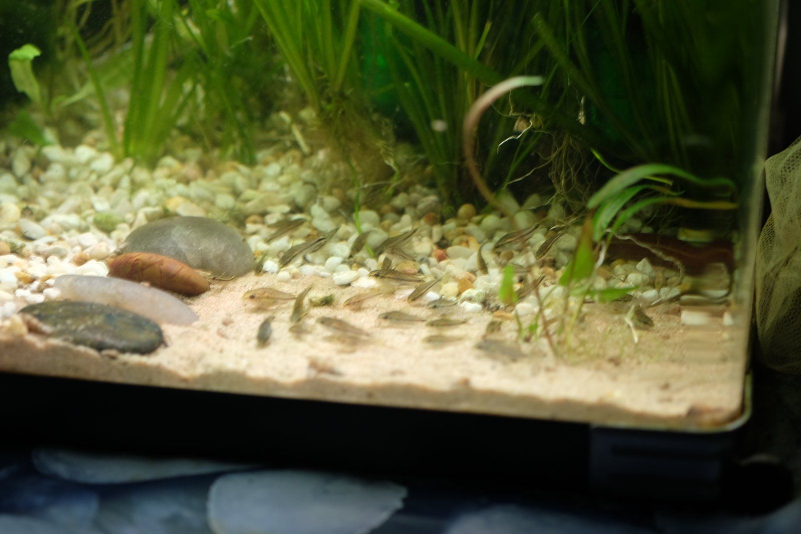 early sand beach pic my tank.JPG