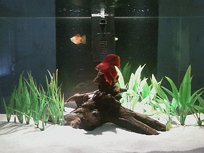 Edge400.gif