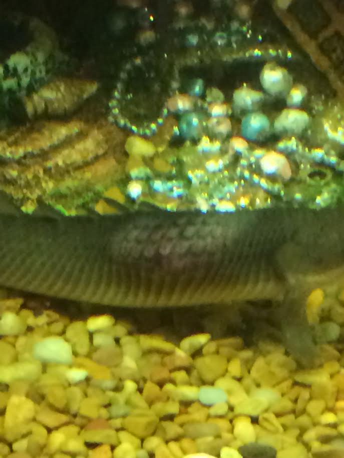 eel pic 3.jpg