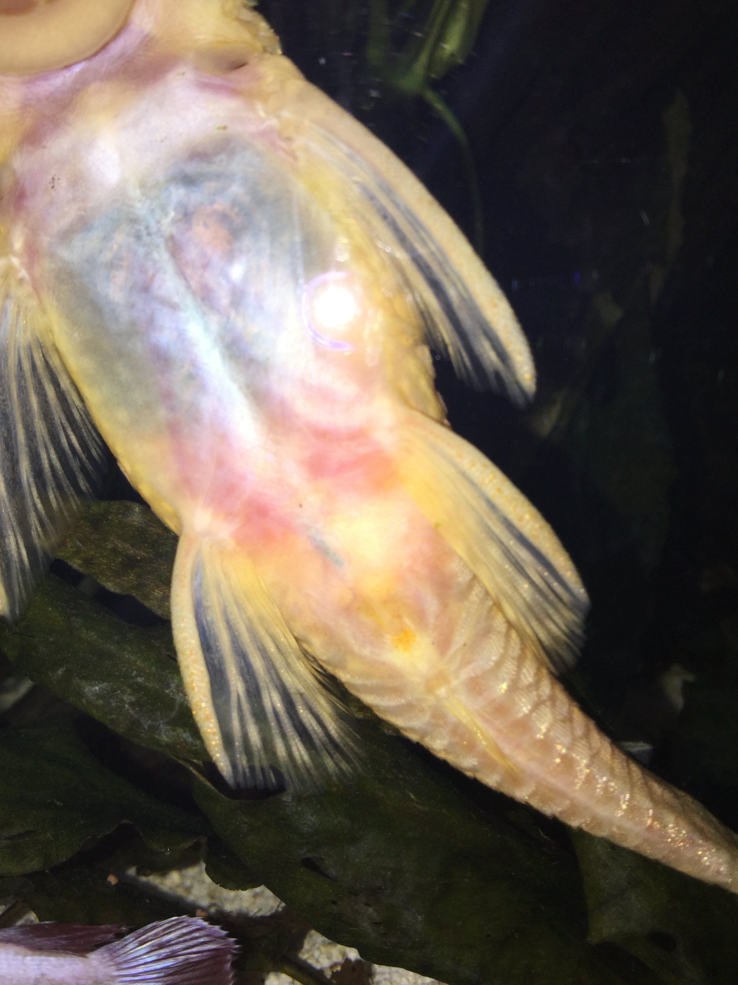 Egg laiden bristlenose pleco.JPG