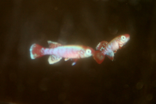 eggersi1 (640x427).jpg