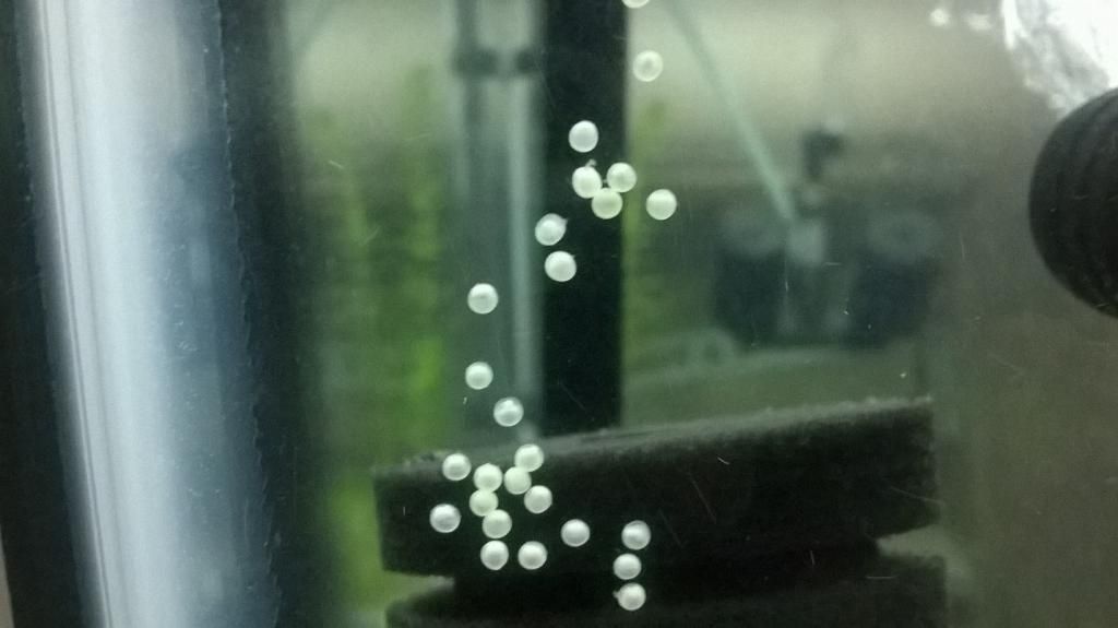 eggs.JPG