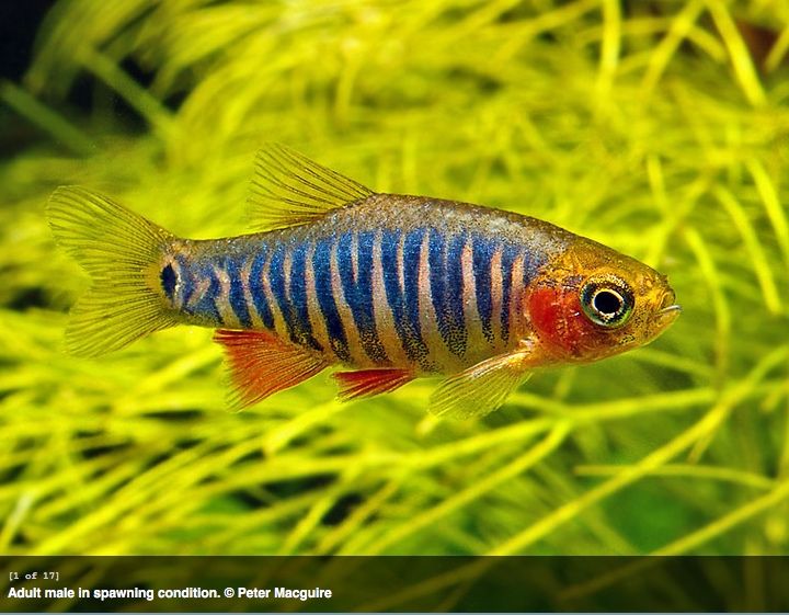Emerald Danio 1.jpg