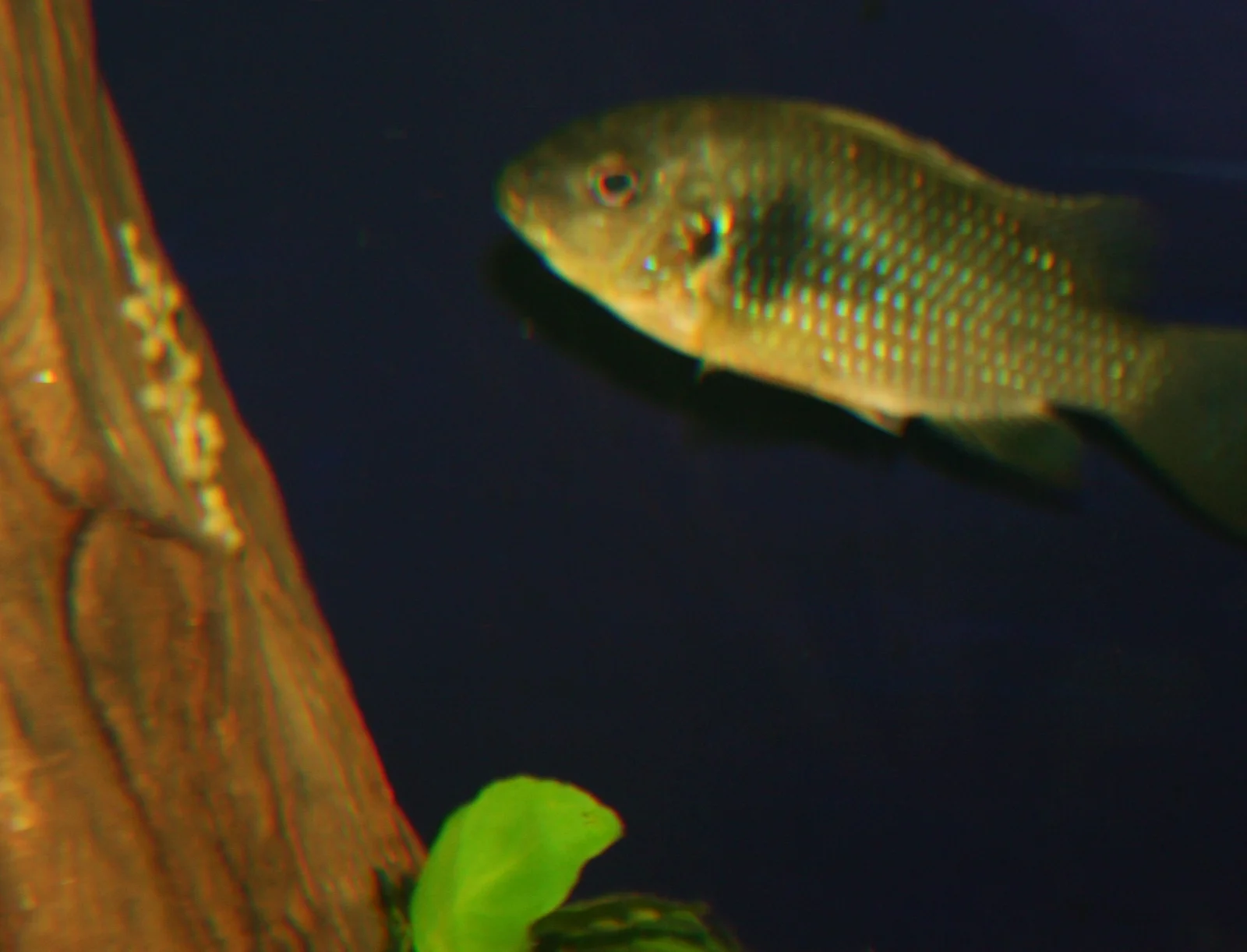etia clearish2.webp