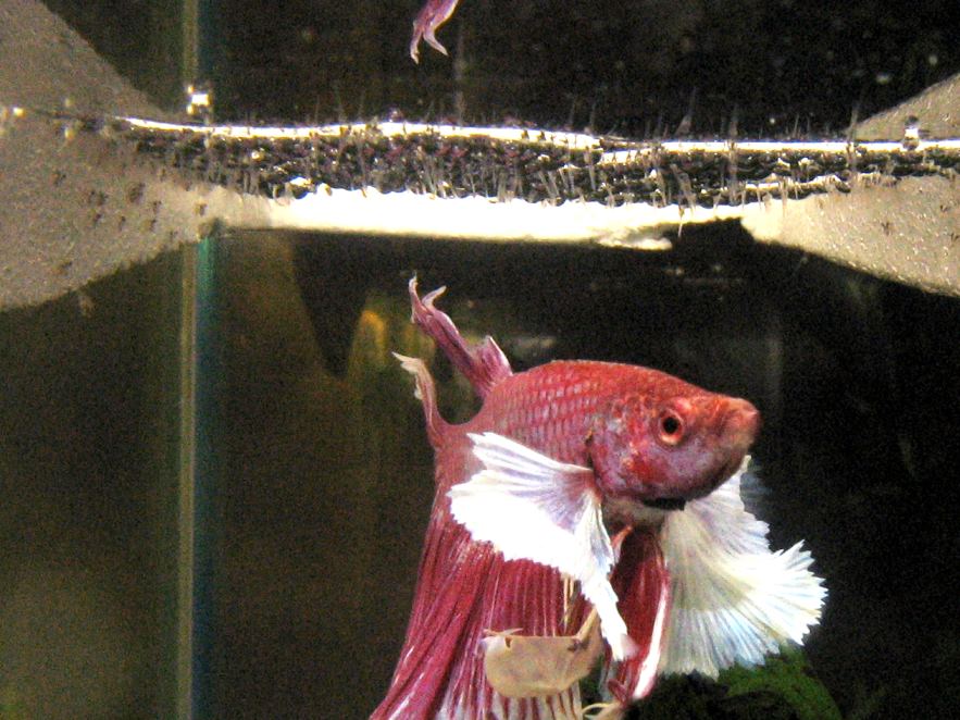 Fabio babies.jpg